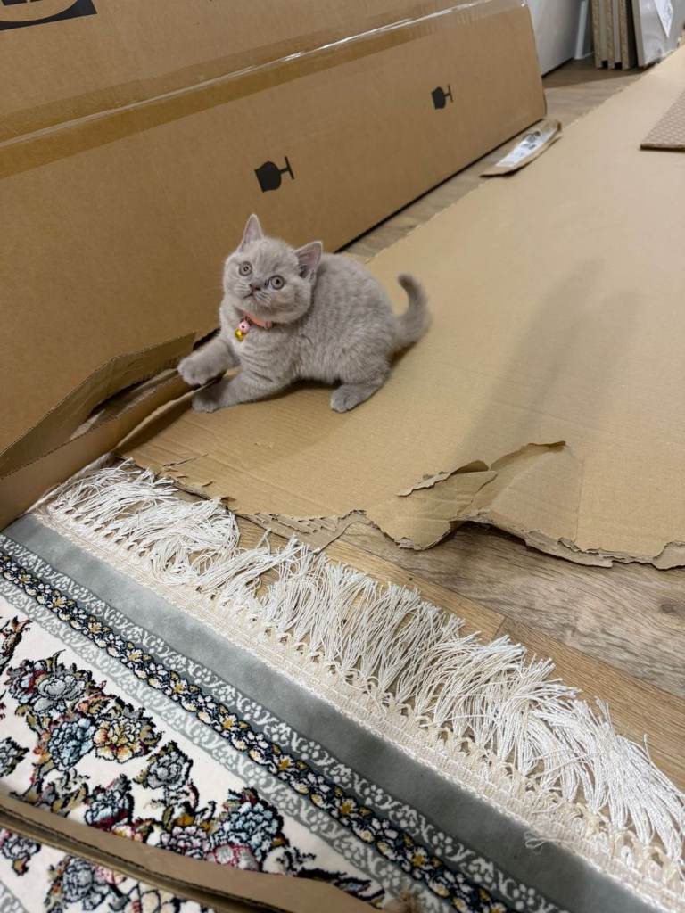 British shorthair kittens