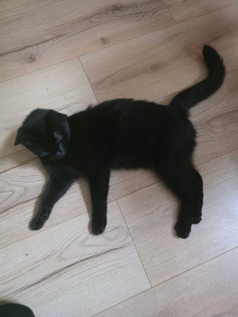 Black female kitten