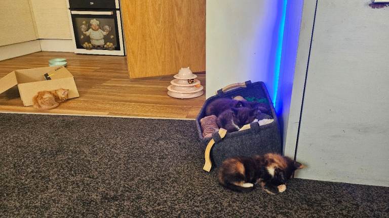 Kittens ready 26th july, wakefield, pontefract
