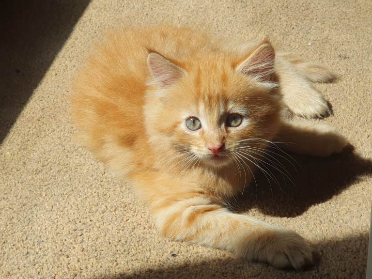 Ginger kitten