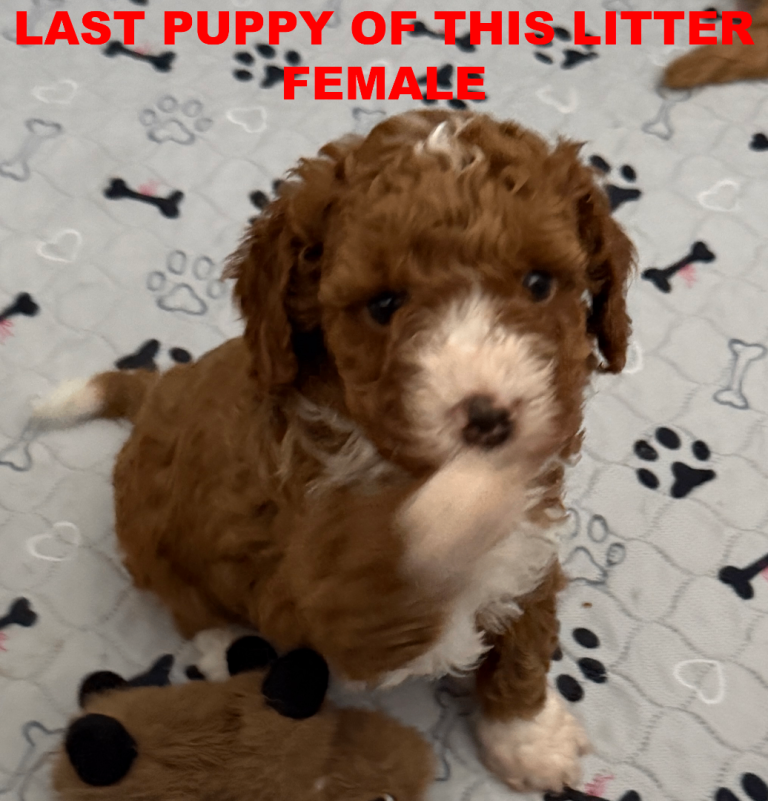 Toy Poodle x Cockerpoo Puppies Dog For Sale Cuteness Overload