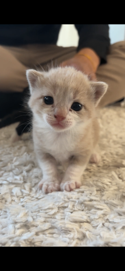 3 Gorgeous Kittens Looking for Loving Forever Homes 🐾