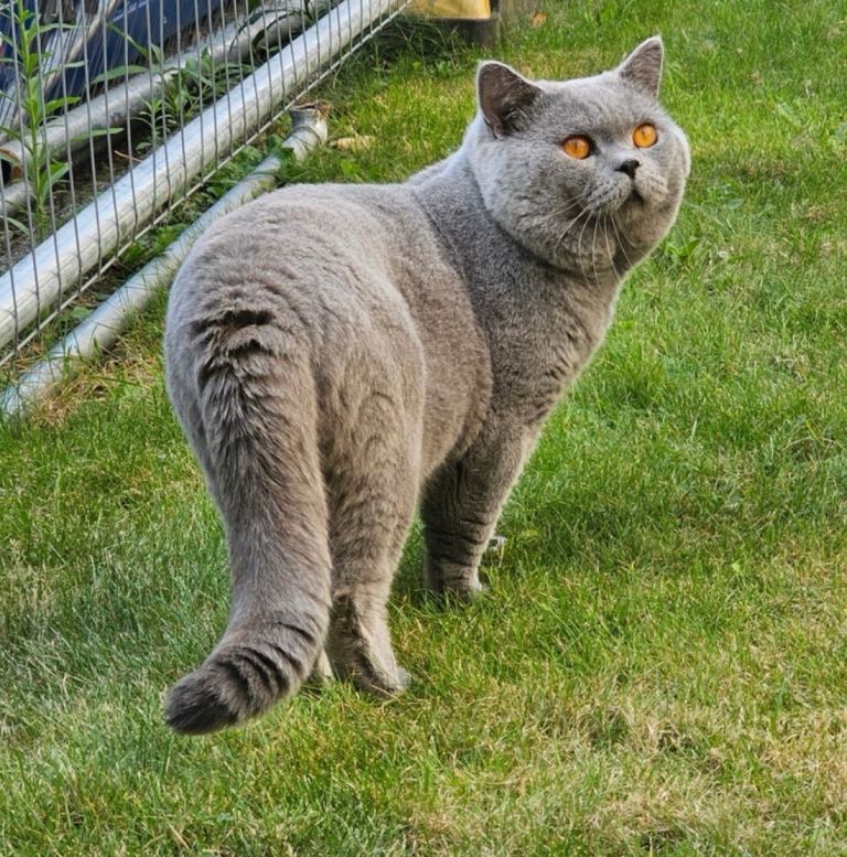 Full British short hair kittens