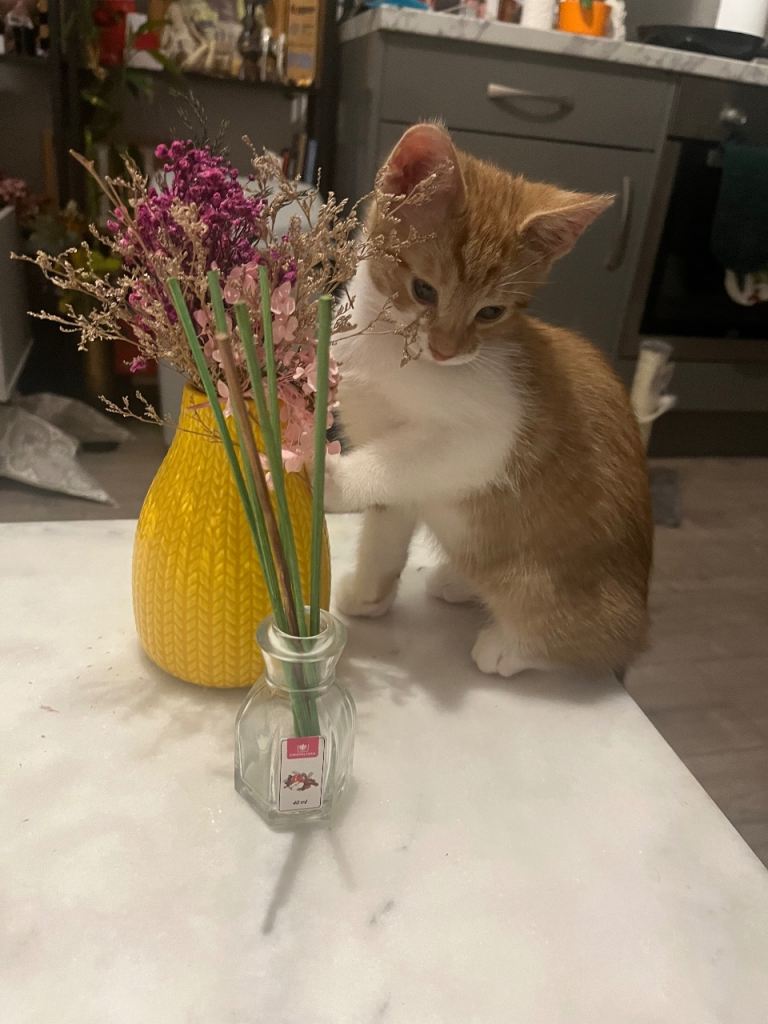 Kitten ginger tabby (vaccinated)
