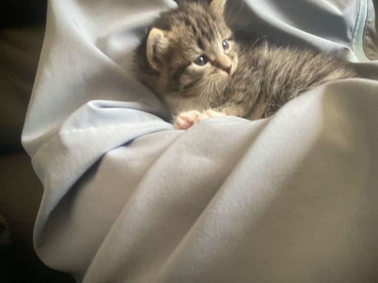 Kittens 