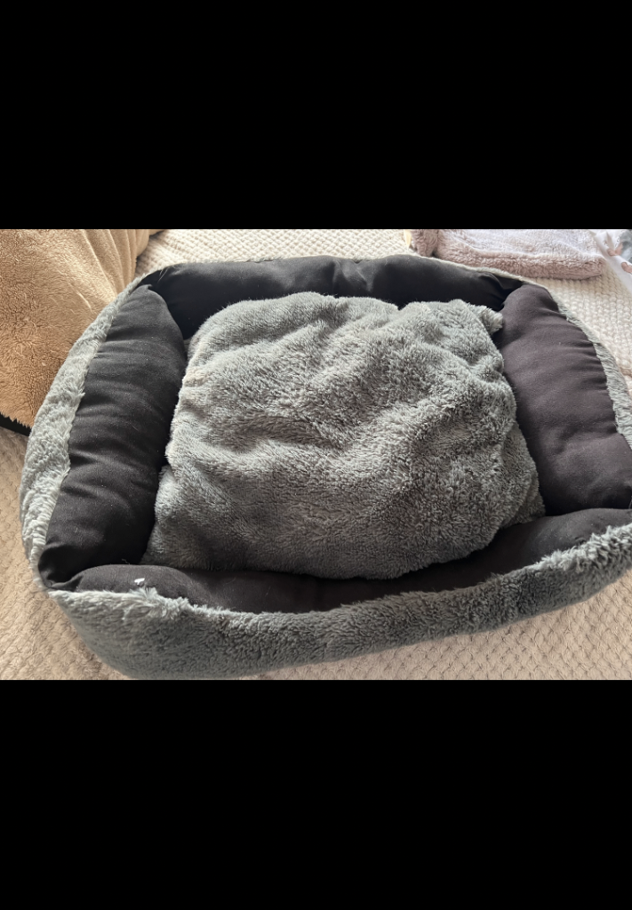 Dog bed washable & 2 Scooby doo toys 