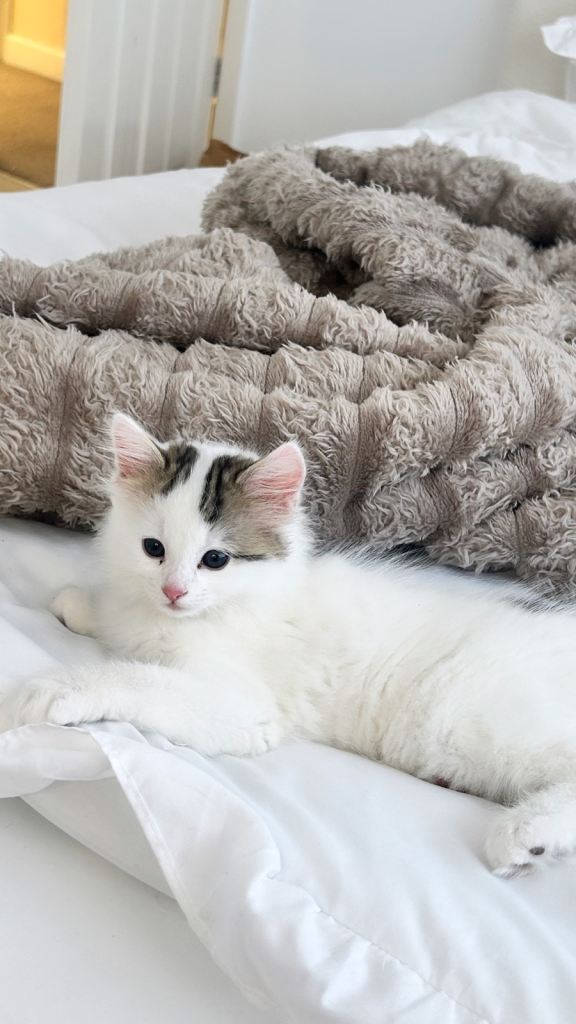 beautiful medium long hair boy kitten 