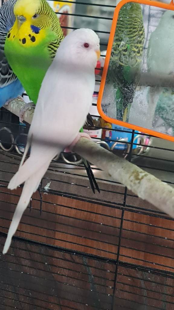Budgies 