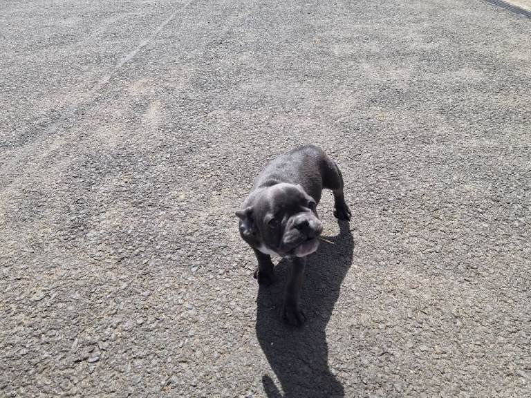 French Bulldog Puppies 1 male available