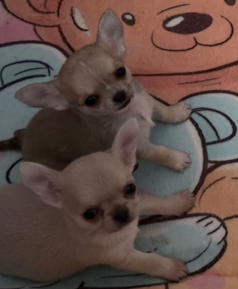 Smooth coat Chihuahua 