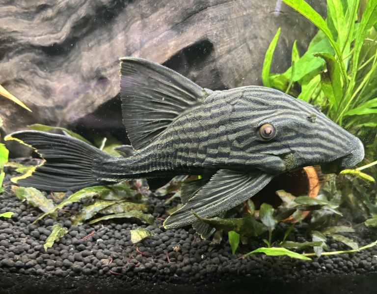 Royal Pleco, Gold Saum, Blue acara, Kissing Gourami, Angelfish, 3 spot gourami & Bristlenose 