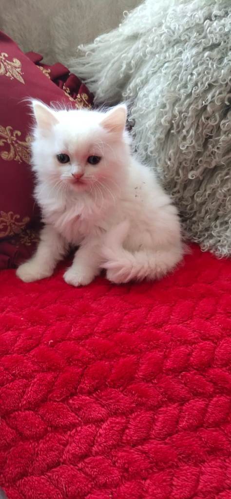 Kittens