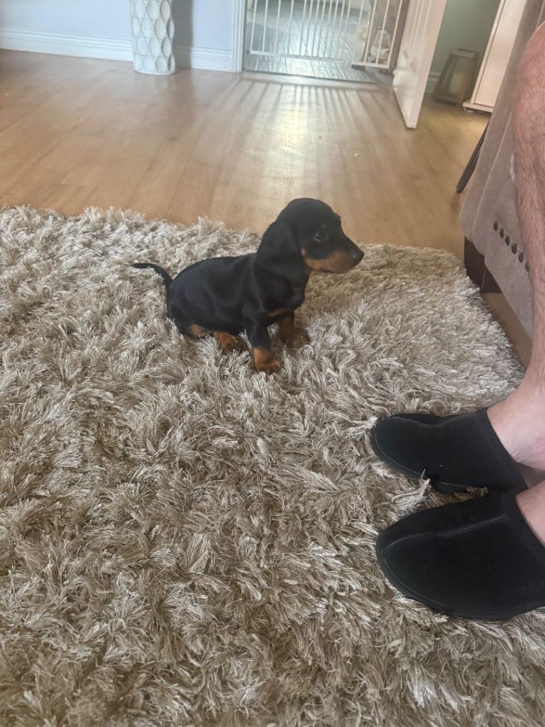 Male Dachshund puppy 11 weeks old 