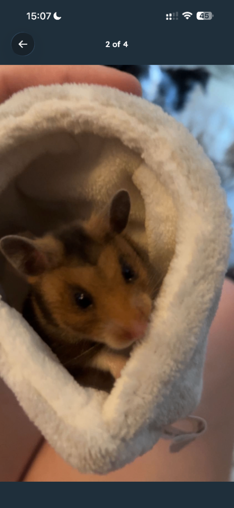 Hamster and cage set up 