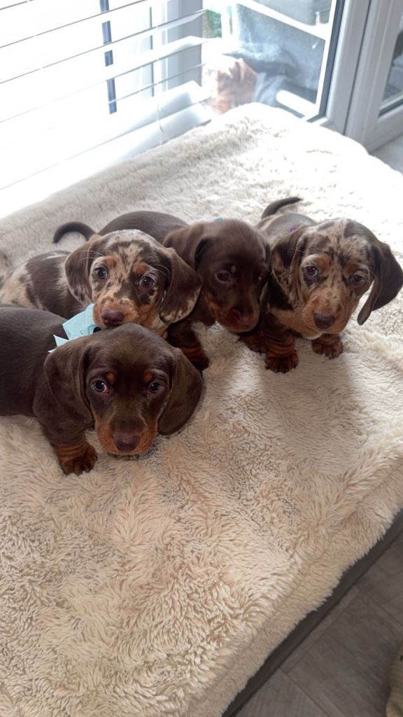 Dachshund puppies only 1 boy still available 