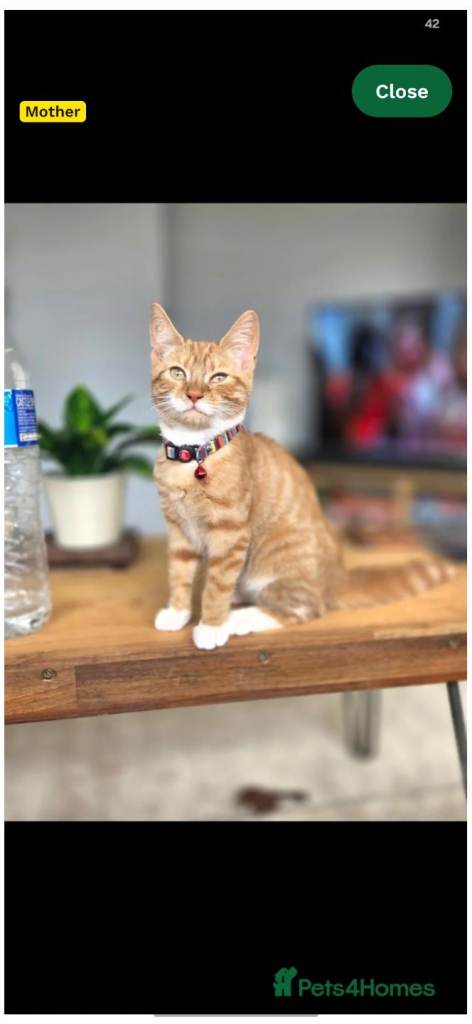 Peanut 💞
