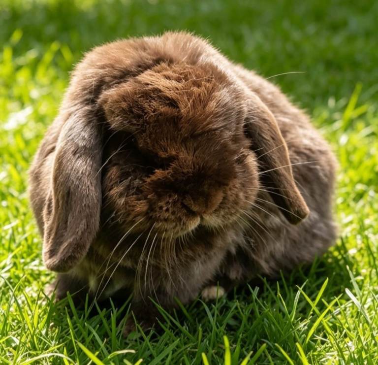 Mini Lop Bunny Rabbit