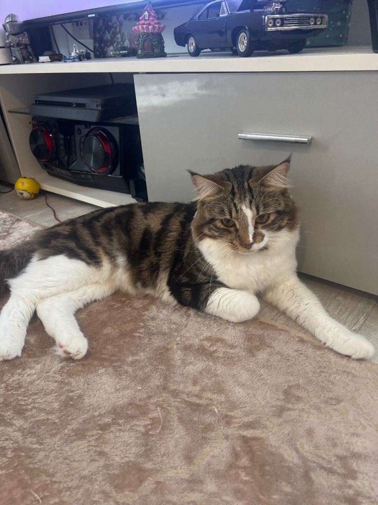 Beautiful Tabby and White Cat