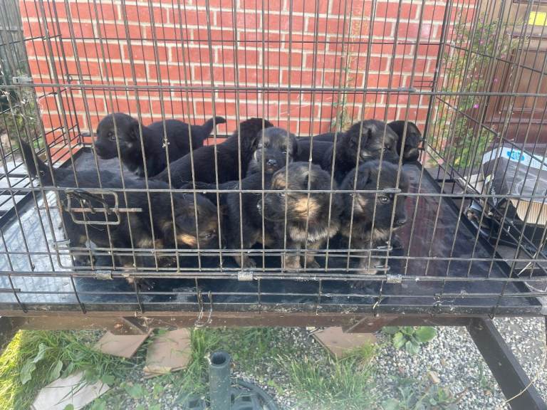 Pure breed gsd puppies for sale