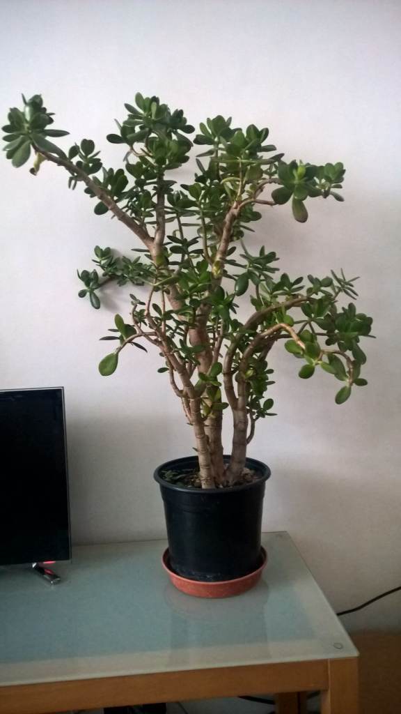 22-23 Years Old Money Tree/Jade Plant Succulent Bonsai.