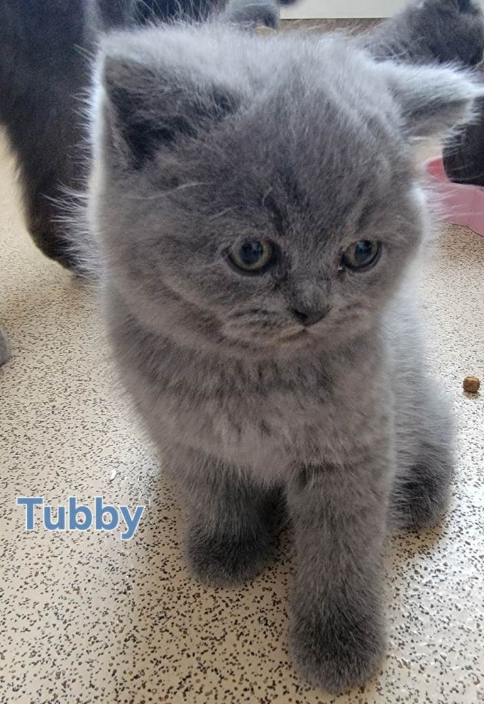 British shorthair kittens 