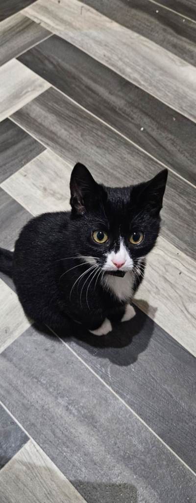 Loveable kitten and mother forsale 