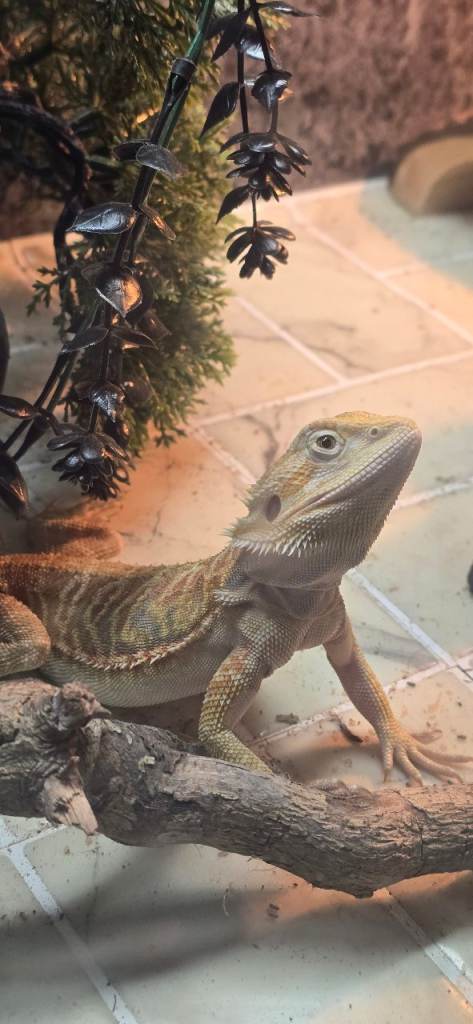 Bearded dragon hypo leatherback