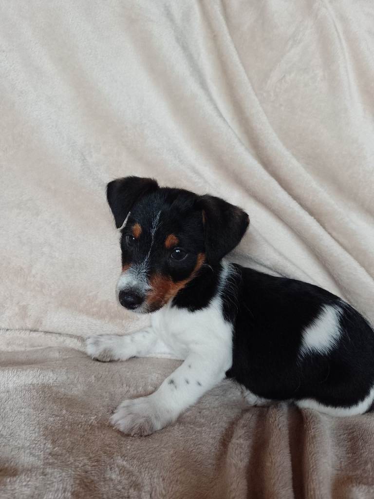 Jack russell