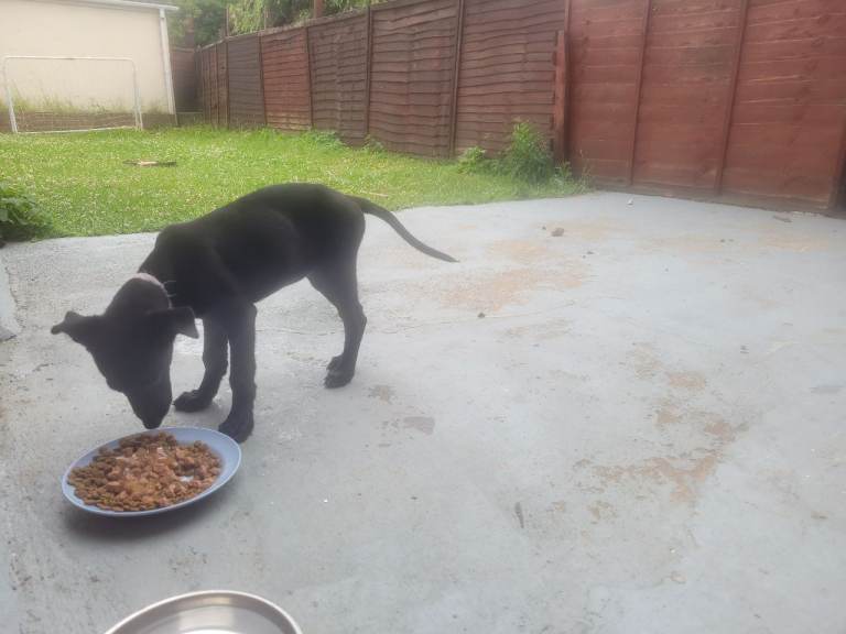 Puppy for sale female