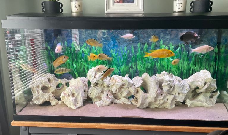 Fish tank and external filter 