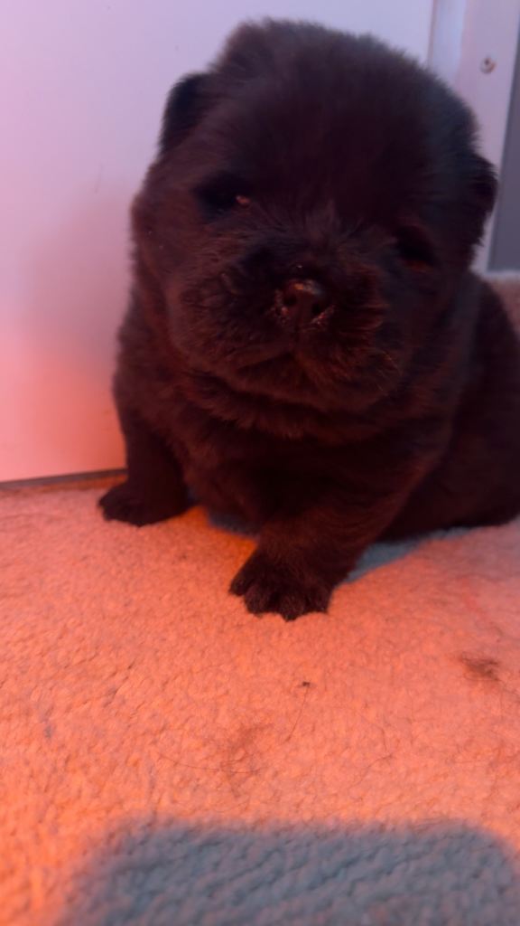 Beautiful girl chows