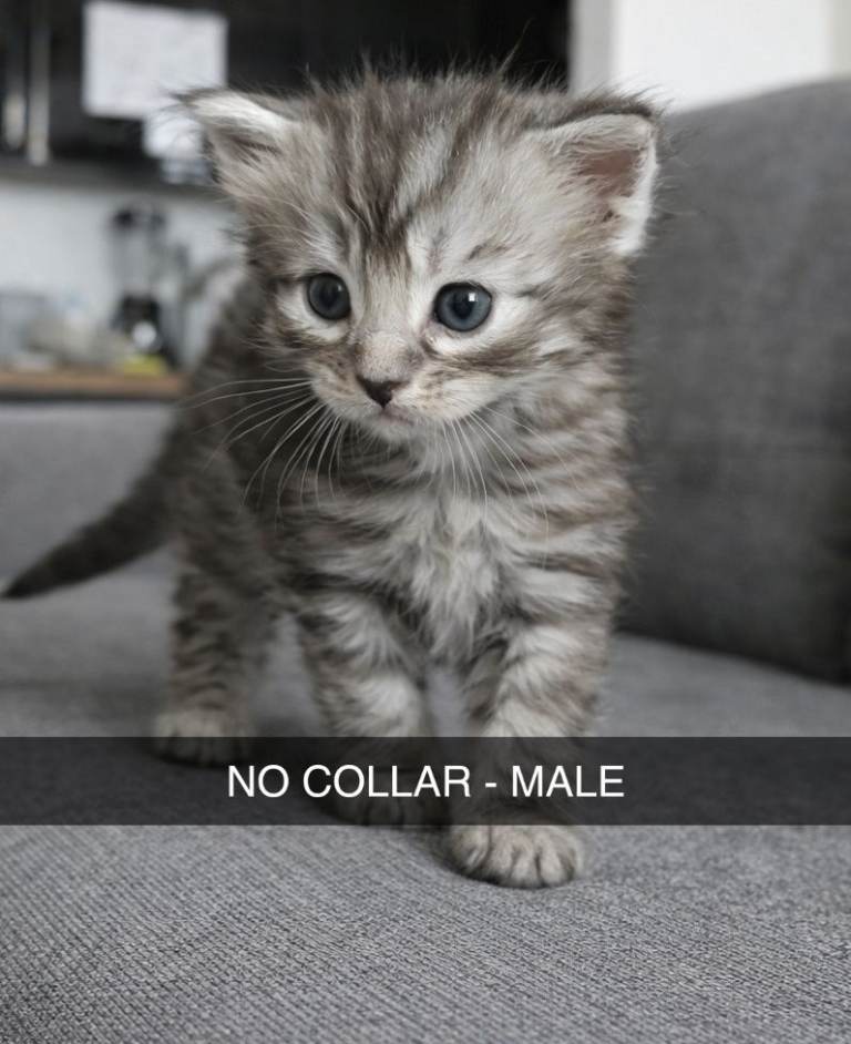 Main coon / ragdoll kittens 