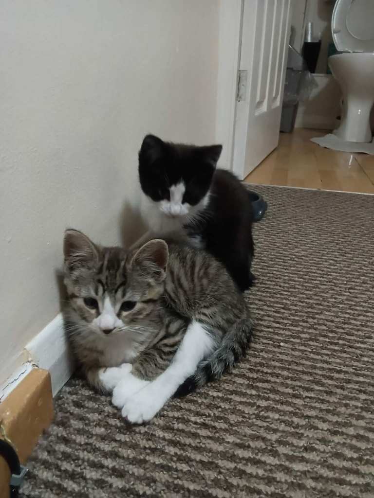 10 Week Old British Longhair Tabby Kitens