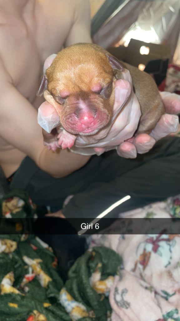 American bully x American bulldog