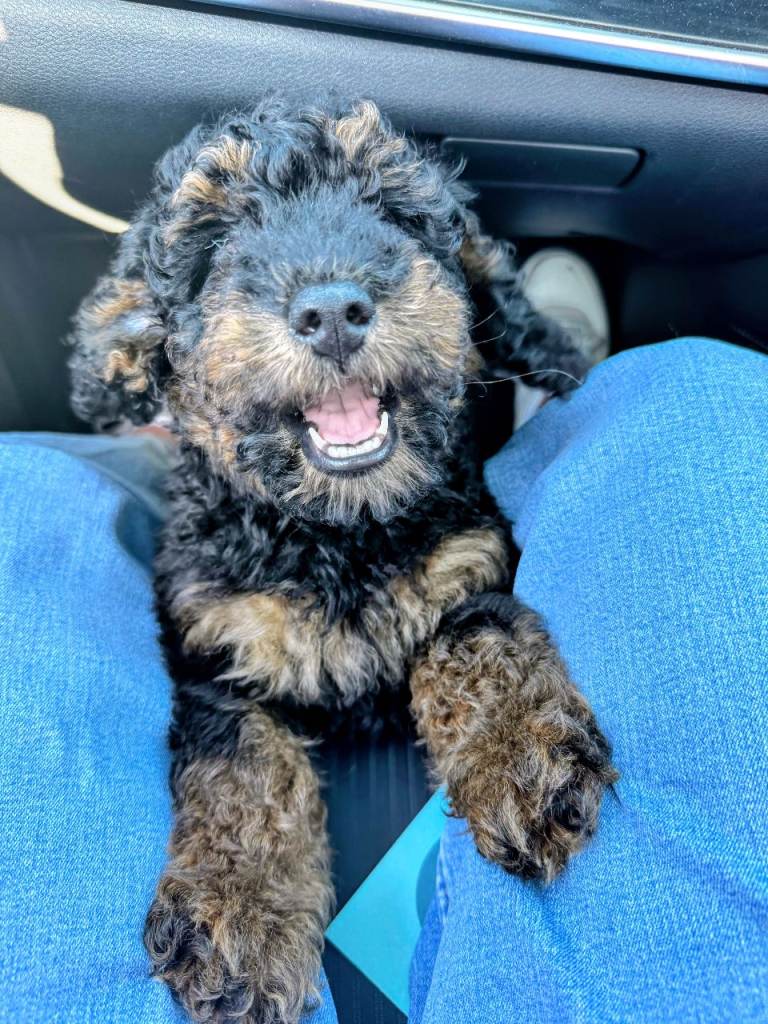 🐾 Beautiful F1b Cockerpoo Puppies – Fully vaccinated – Ready Now 🐾