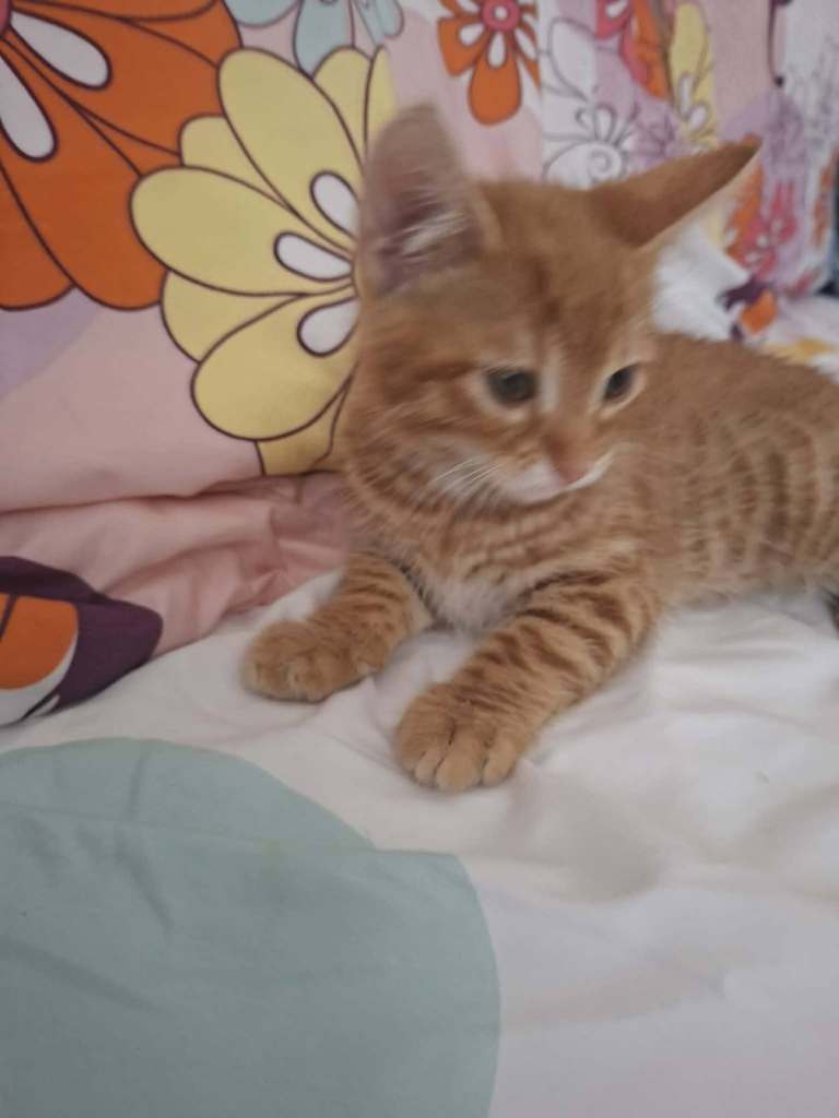 3 Little kittens