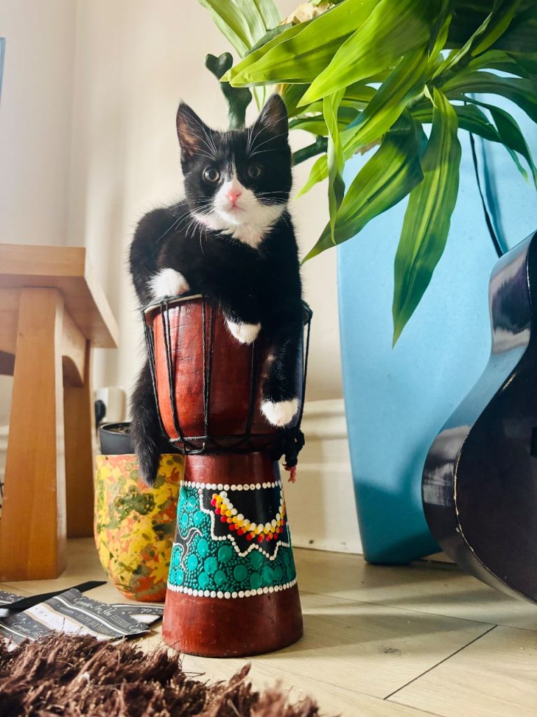 Kittens for sale