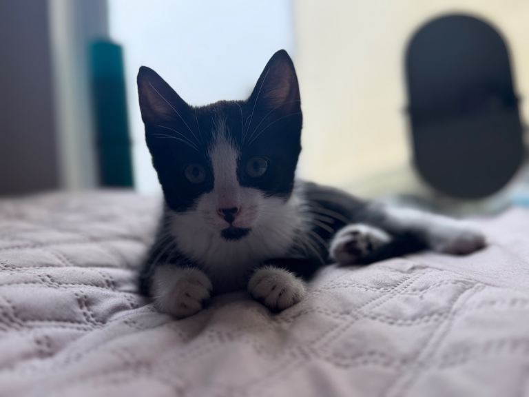 Kitten for sale 
