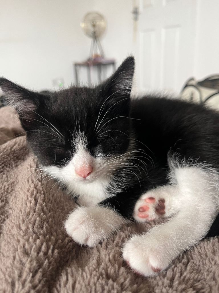 3 Kittens Ready to Leave Now 