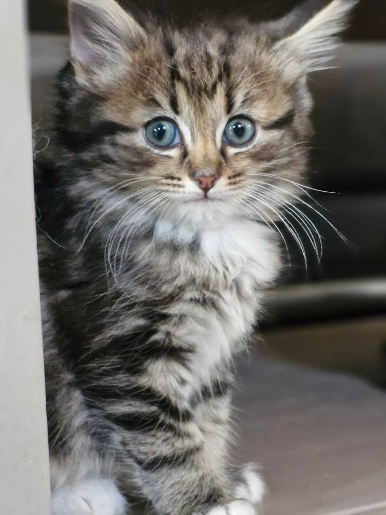 2 x kittens for sale, 1 female, 1 male
