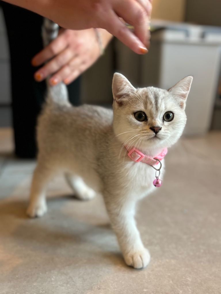 Stunning Snow Spot Kittens (GCCF)