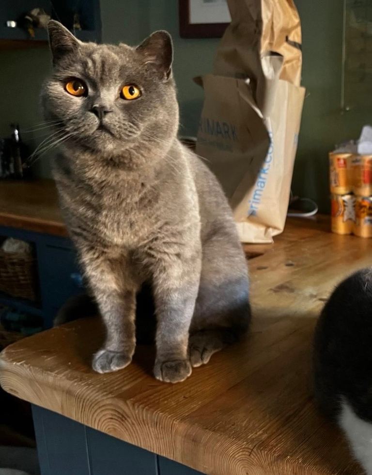 Stunning blue male British short hair 