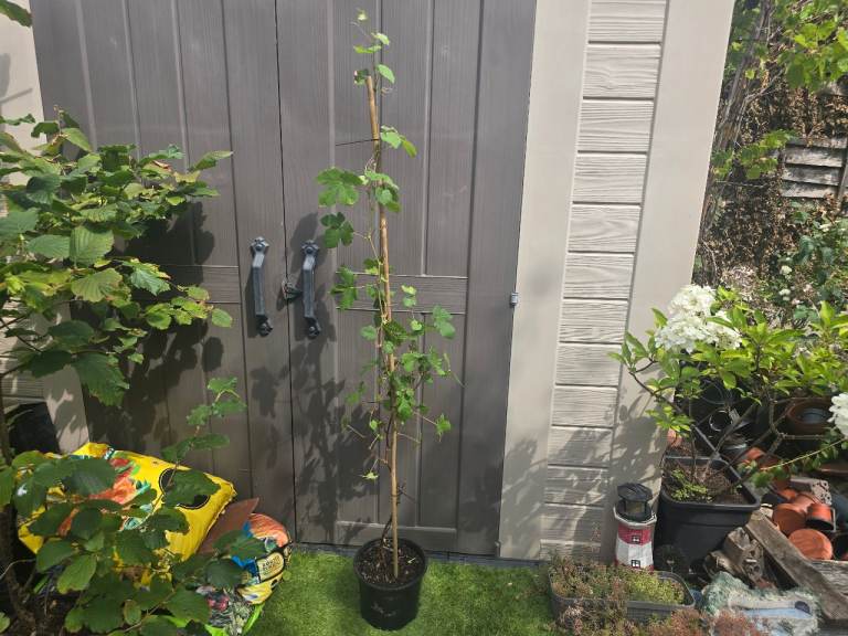 1.5 meter tall Grapes grape plant edible fruit tree
