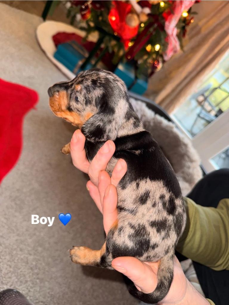 Miniature dachshund puppies for sale 