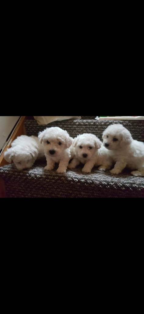 Bischon Frise Pups 