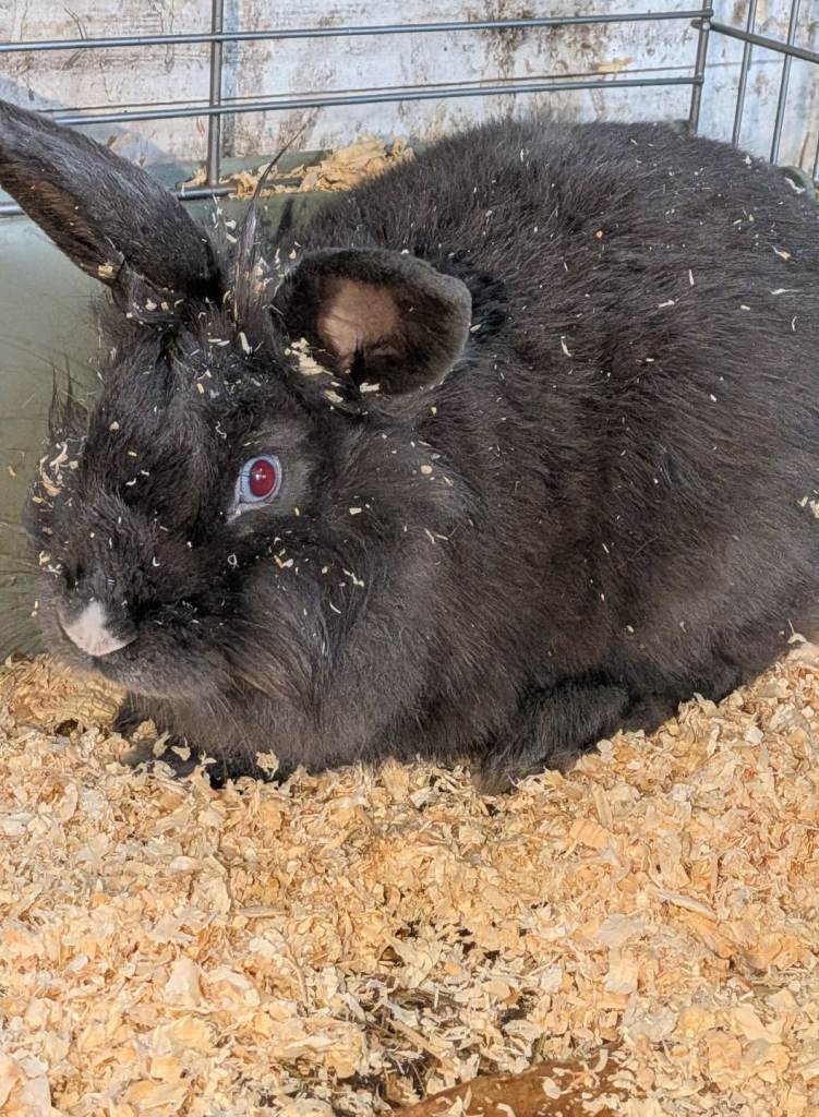 Female lion head bunny 