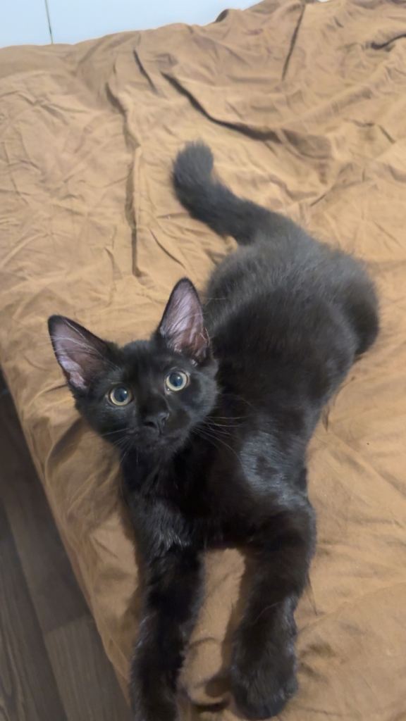 Female British long haired kitten 
