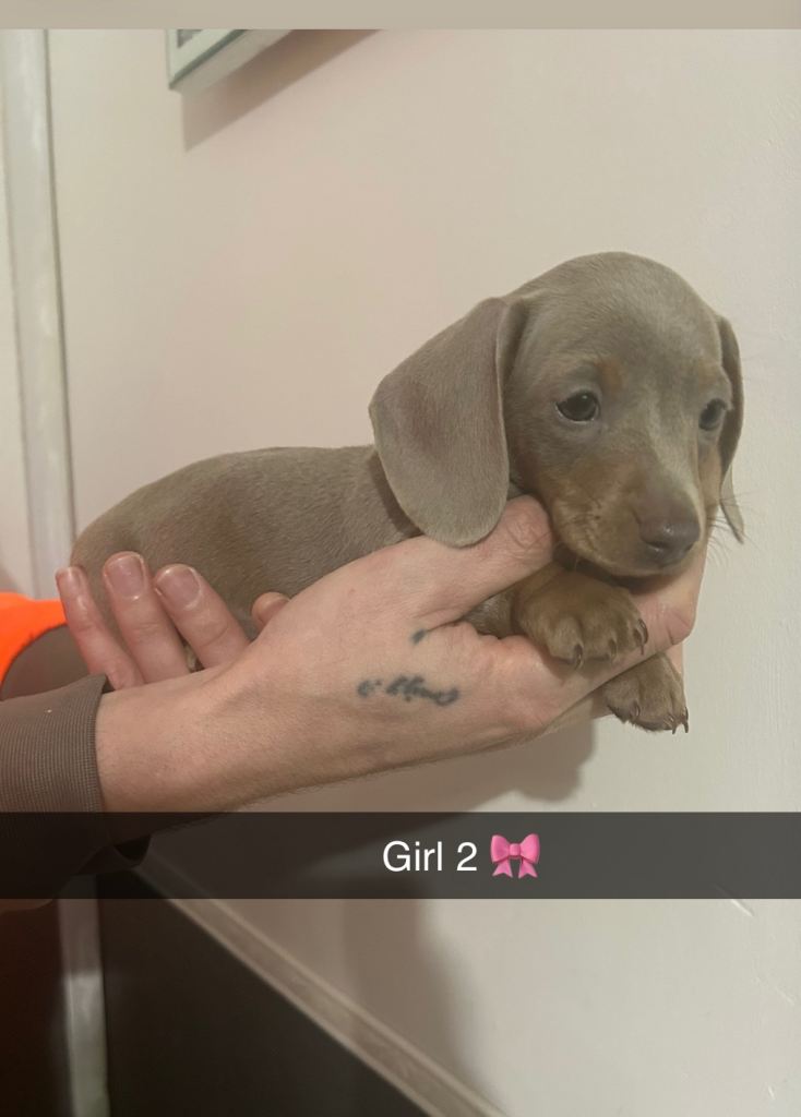 Miniature dachshund puppies 