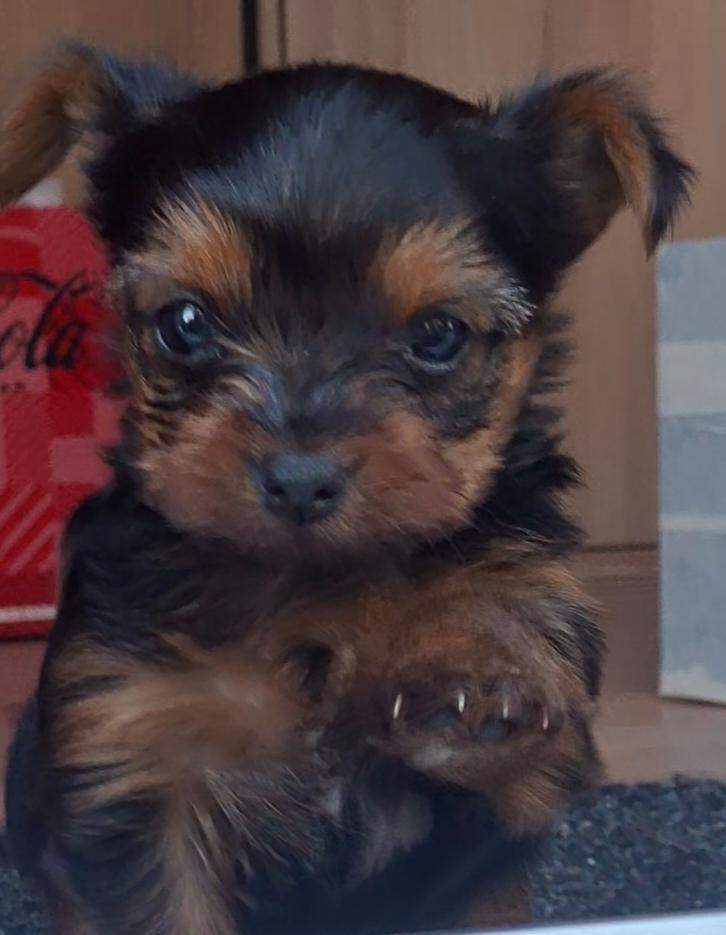 Yorkshire terrier puppy