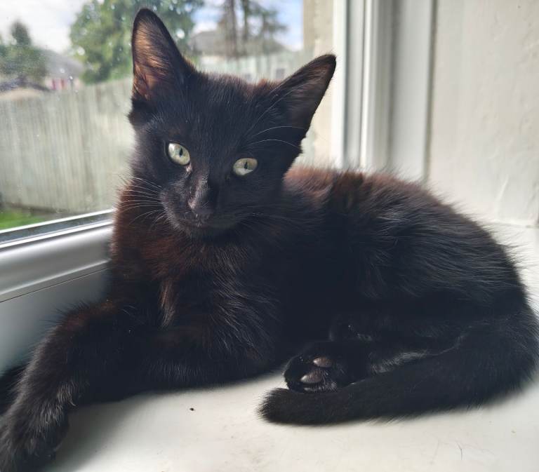 Kitten for sale 